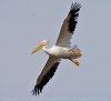 pelican-flying-JRC_3629.jpg
