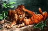 Lion-for-coloring.png