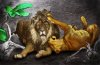 lionNlioness.jpg
