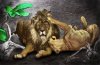 lionNlioness.jpg