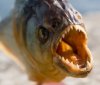 piranha.jpg
