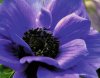 anemone-cmyk.jpg anemone-cmyk.jpg