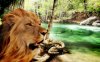 lionwater.jpg