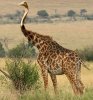 giraffeostrich.jpg