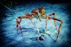 GiantCrab.jpg