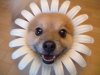 a_baa-Flower-dog.jpg