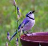 blue jay iris bath bckgrnd blur-L.jpg