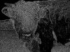 Bull head srockFrequencyTopazChris900.jpg
