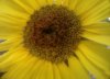 sunflower upclose.jpg