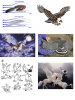 bird-wing-anatomy.jpg