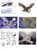 bird-wing-anatomy.jpg bird-wing-anatomy.jpg
