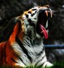 fractalius_tiger_roar_by_iceteaedwin-d57165x.jpg
