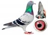 Dolce-Vita-or-Special-Blue-The-Worlds-Most-Expensive-Pigeon.jpg