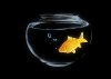 black_stock-photo-small-goldfish-in-a-fish-tank-with-bubbles-of-air-20706835.jpg
