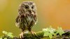 331174_ptica_sova_ptenec_owl_1400.jpg