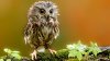 331174_ptica_sova_ptenec_owl_chrisdesign.jpg