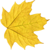 autumn_leaves_PNG3611.png