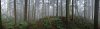 forest in fog 2 pan export.jpg
