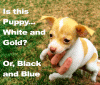 WhiteAndGold_BlackAndBlue_02.gif