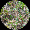 grass_01png-acr0-ps01d-for_GIF-blk_surround-698px-sRGB.gif