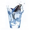 Killer_Whale_Glass.jpg