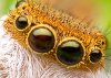 spider_eyes.jpg spider_eyes.jpg