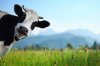 shutterstock_149952899-cow_photobombing_landscape.jpg shutterstock_149952899-cow_photobombing_landscape.jpg