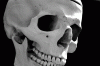 Human_skull_-_black_and_white-tjm01-acr-ps03a_698px_wide-2layers_8bpc.gif