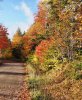 Nature___Forest_Road_in_the_autumn_forest_089480_.jpg