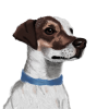 berniesalamanders_2.png berniesalamanders_2.png
