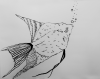 angelfish.png angelfish.png