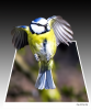 bluetit paul phillips (4).png