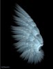 crystal_blue_angel_wing_by_shadoweddancer.jpg