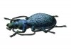 Beetle 3D.jpg