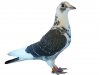 pigeon_02.jpg