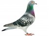 Pigeon_03.jpg
