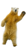 ice bear.png