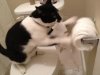 toilet-paper-cat.jpg