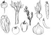 hand-drawn-vegetables-vectors.jpg