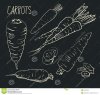 set-carrots-isolated-white-background-vegetables-food-hand-drawn-silhouette-color-line-art-simpl.jpg