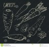 set-carrots-isolated-white-background-vegetables-food-hand-drawn-silhouette-color-line-art-simpl.jpg