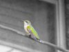 hummingbird%20posing.jpg