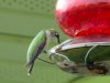 hummingbird at feeder.jpg hummingbird at feeder.jpg