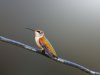 hummingbird posing.jpg