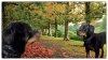 Beautiful-Autumn-Park-HD-Wallpapers2.jpg