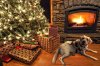 Beautiful-Christmas-Tree-in-Winter-HD-Picture2.jpg