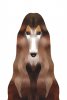 afghan_hound_art.jpg