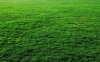 3840x2400-grass-19.jpg