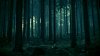 dark-forest-4.jpg