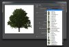 tree_filter_MT_01.jpg